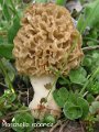 Morchella esculenta var.rotunda-amf1297